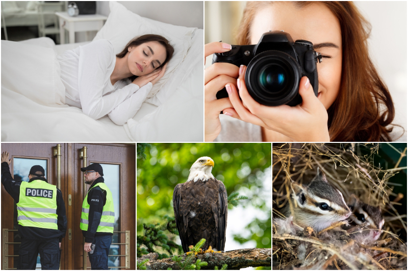 Why Did the Squirrel in the Window Make Her Call the Police? | Prostock-studio/Shutterstock & Aila Images/Shutterstock & Ground Picture/Shutterstock & RLS Photo/Shutterstock & Erin Donalson/Shutterstock