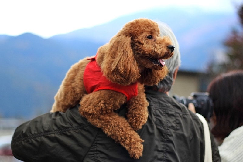 Poodle | Shutterstock