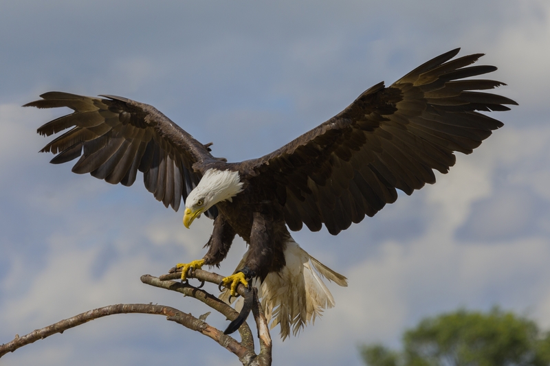 Flying Danger | Logtnest/Shutterstock