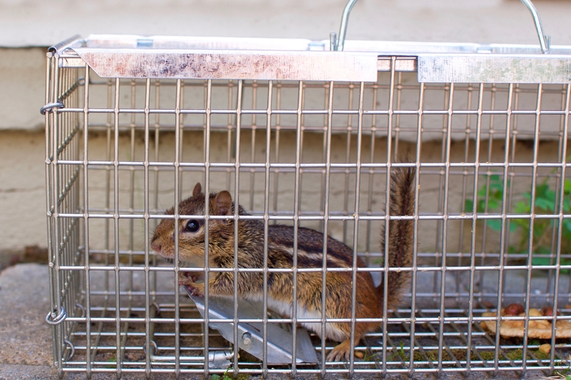 They Caught it Just In Time | Holly Vegter/Shutterstock