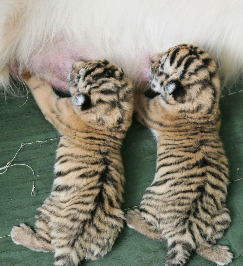 Mysterious Stripes | Getty Images Photo by China Photos