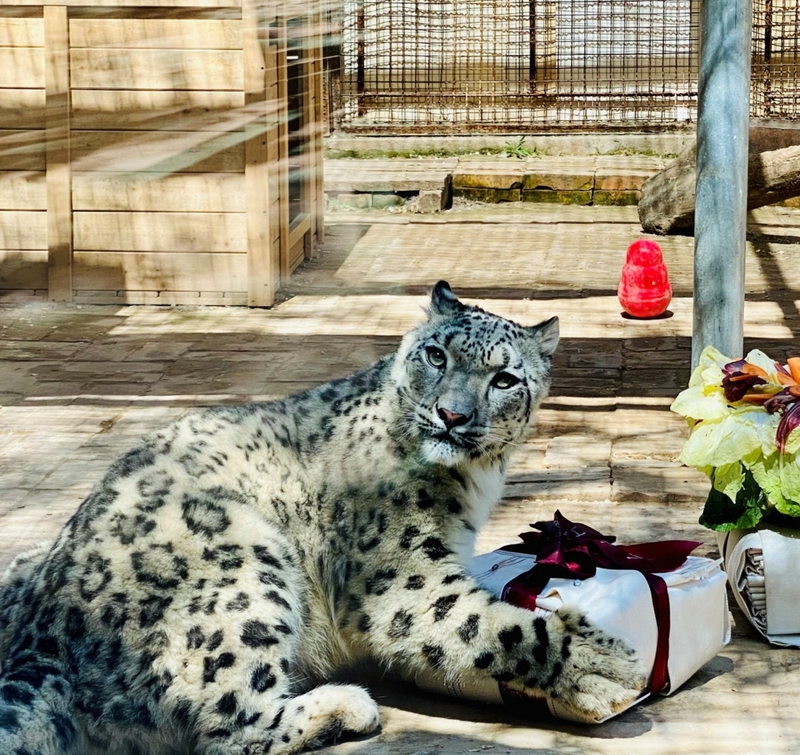 Christmas at the Toronto Zoo | Getty Images Photo by Li Jiangning/China News Service