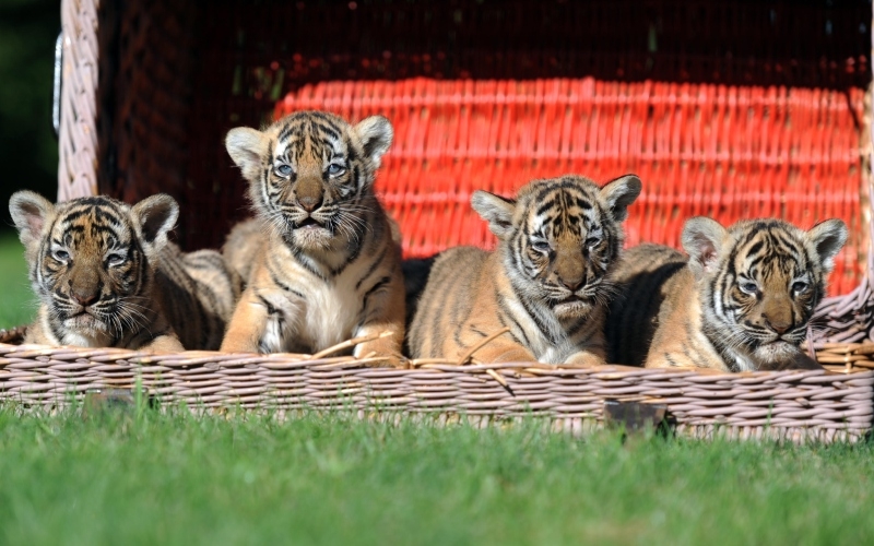 Kittens! | Alamy Stock Photo