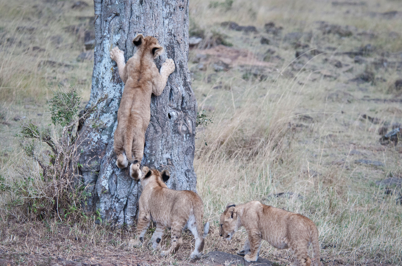 Mom Says It’s My Turn on the Tree | Alamy Stock Photo