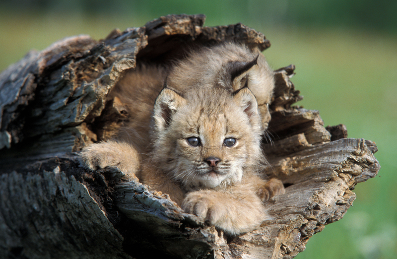 A Log-Central Cuddle Puddle | Alamy Stock Photo