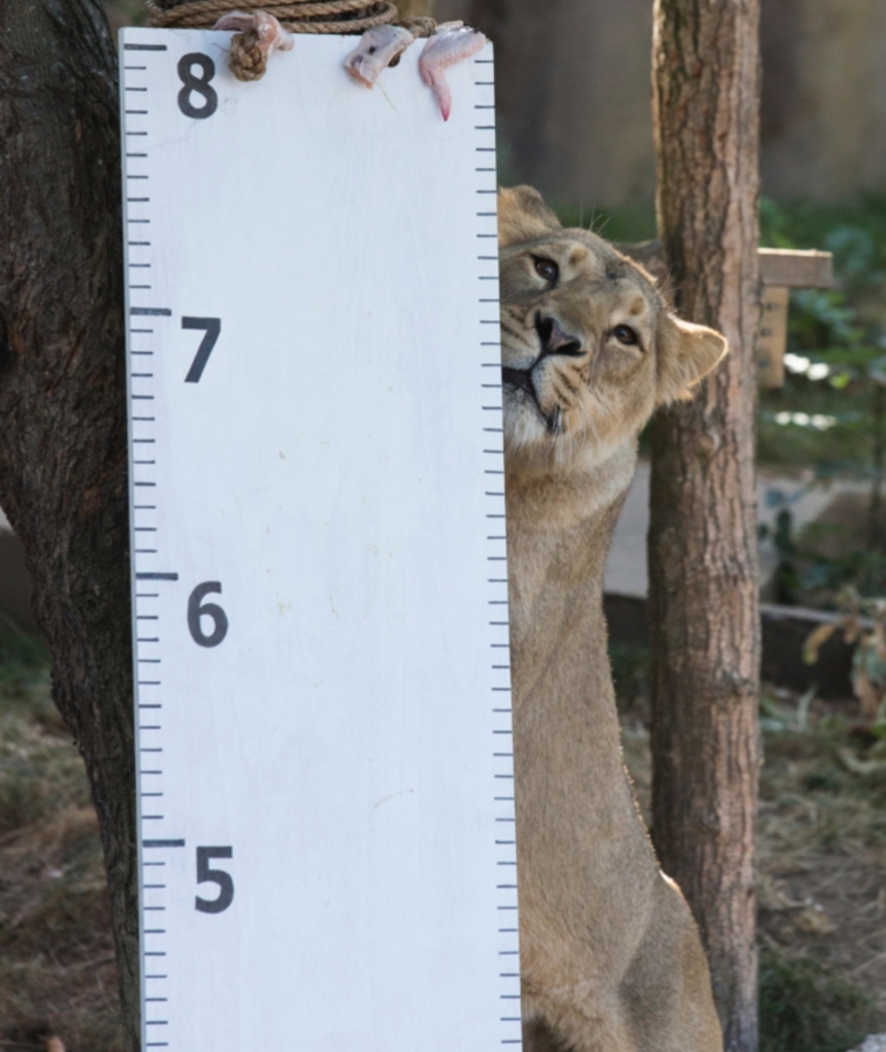 The Annual Weigh-In | Alamy Stock Photo