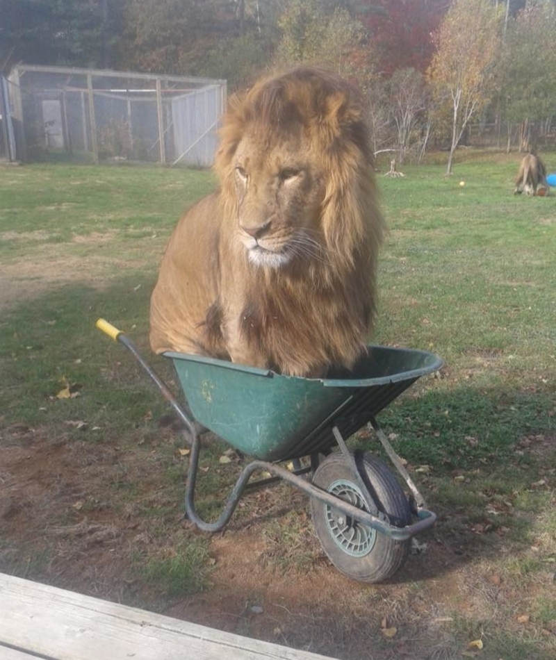 King of the Wheelbarrow | Imgur.com/Apwrm3F