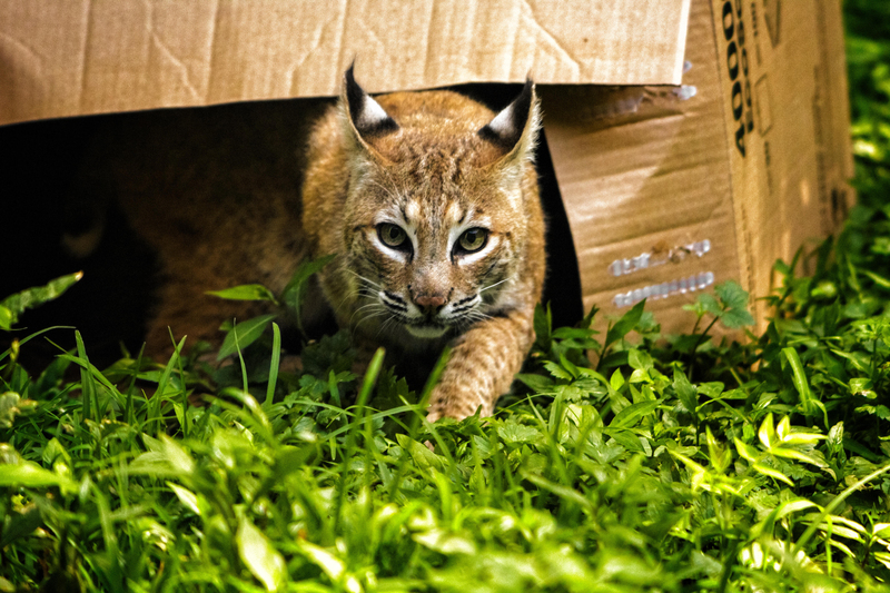 Starting to Stalk | Alamy Stock Photo