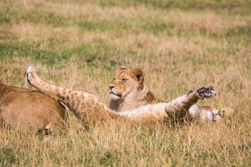 Stretching Out in the Sun | Alamy Stock Photo