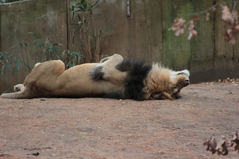 The King of the Jungle Relaxing | Alamy Stock Photo