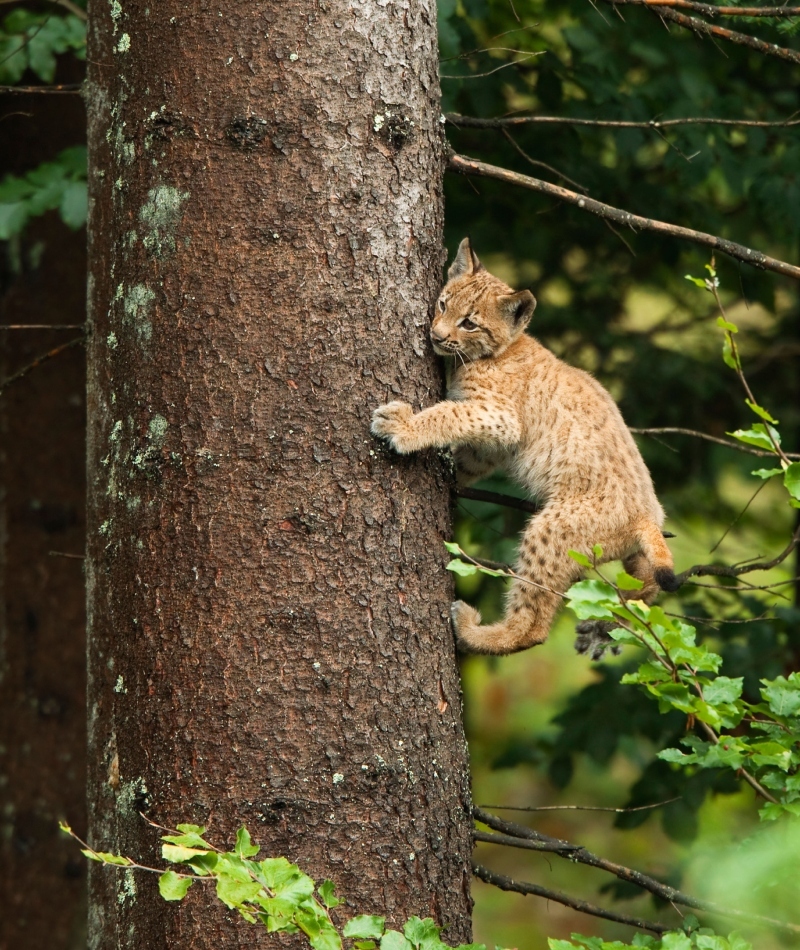 Might Need Some Help Getting Down | Alamy Stock Photo