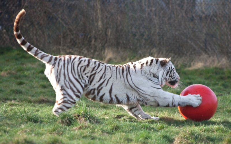 Cats Love to Play | Alamy Stock Photo