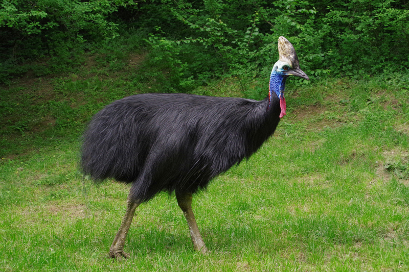 Southern Cassowary | Michal Sloviak/Shutterstock