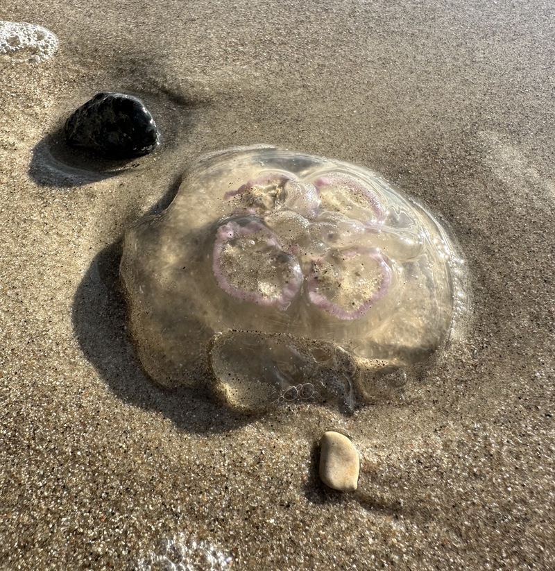 Melting Moon Jellies | knockuro/Shutterstock