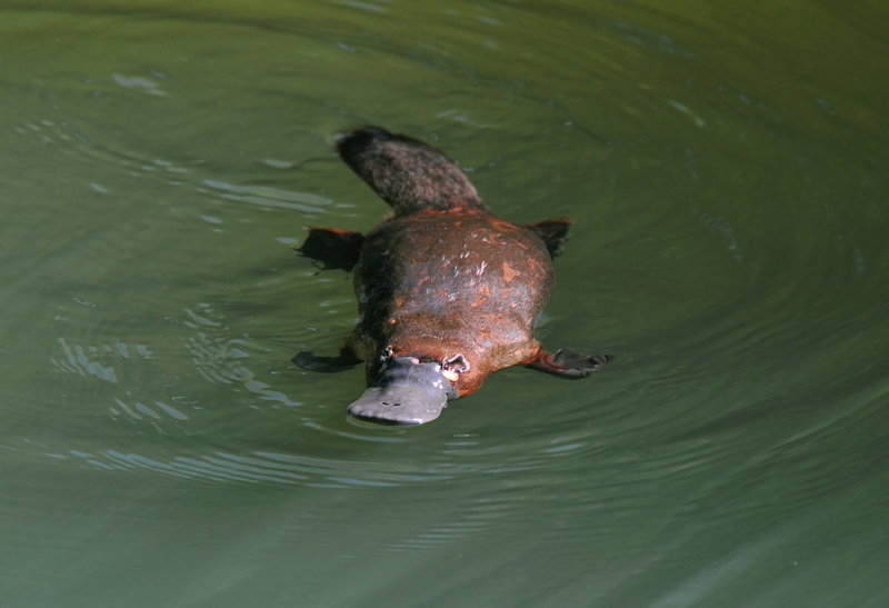 Platypus | worldswildlifewonders/Shutterstock