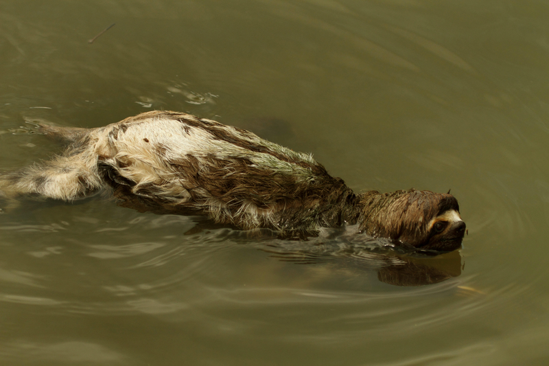 What About the Sloth? | Alamy Stock Photo by blickwinkel/C. Lundqvist