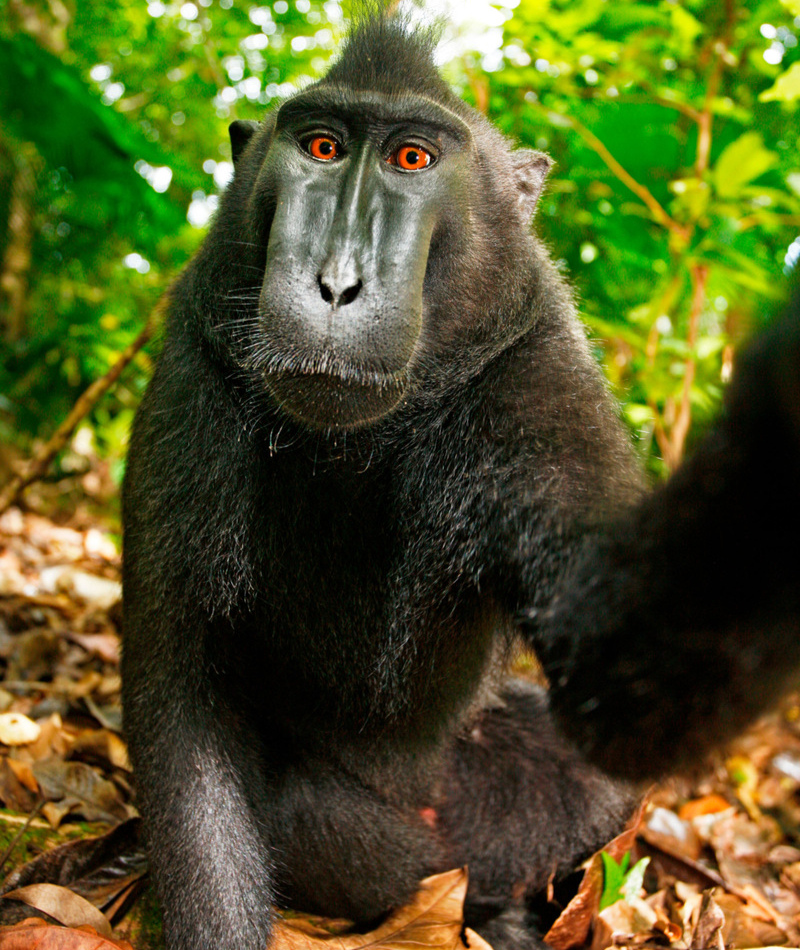 How Do I Look? | Alamy Stock Photo by David Slater / DanitaDelimont.com