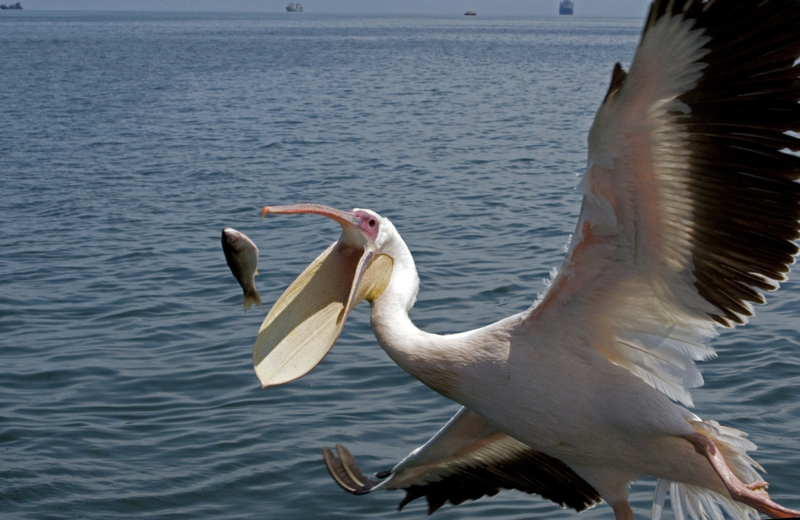 Say Ahhh | Shutterstock